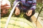 吃瓜说娱乐大西瓜
